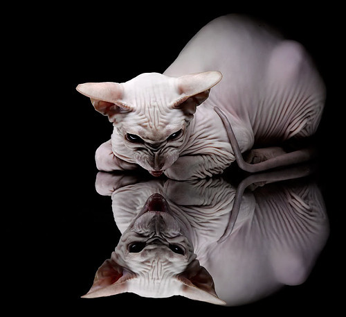 意甲超级飞跃:快速反击点燃全场!